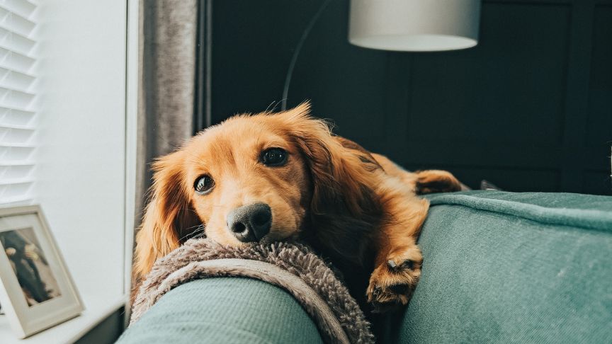How to Pet-Proof Your Blinds and Curtains